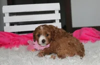 Marlee, a female Cavapoo for sale in Millersburg, OH – 7 of 10