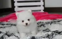 Bianca , a female Pomeranian for sale in Millersburg, OH – 5 of 9