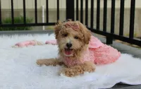 Sadie , a female Bichpoo for sale in Millersburg, OH – 3 of 5