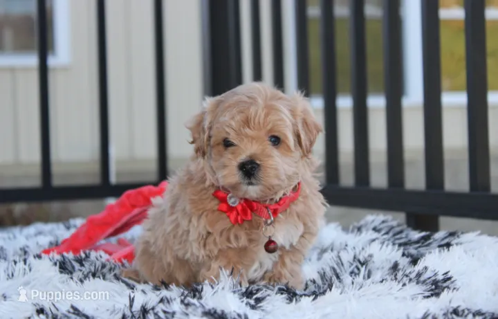 Kirian – Maltipoo puppy for sale in Millersburg, OH
