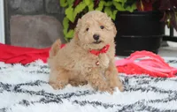 Kelby, a male Bichpoo for sale in Millersburg, OH – 5 of 10