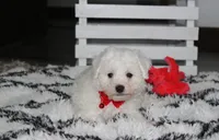 Kayson , a male Bichon Frise for sale in Millersburg, OH – 5 of 10