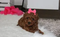 Sally, a female Poodle - Miniature  for sale in Millersburg, OH – 5 of 9