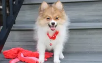 Theo, a male Pomeranian for sale in Millersburg, OH – 6 of 8