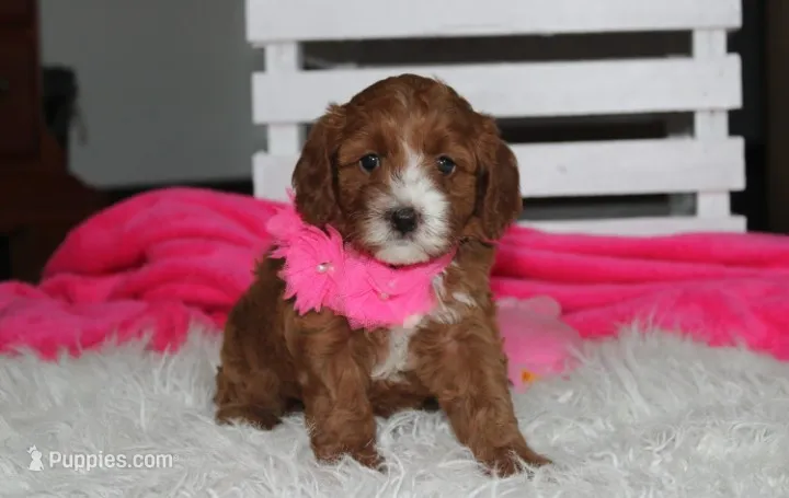 Macy – Cavapoo puppy for sale in Millersburg, OH