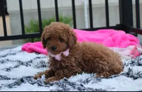 Sierra , a female Poodle - Miniature  for sale in Millersburg, OH – 7 of 7