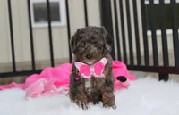 Brinley , a female Poodle - Miniature  for sale in Millersburg, OH – 4 of 7