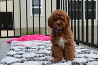 Phoebe , a female Cockapoo for sale in Millersburg, OH – 7 of 7