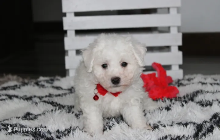 Kayson  – Bichon Frise puppy for sale in Millersburg, OH