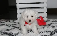 Kayson , a male Bichon Frise for sale in Millersburg, OH – 1 of 10
