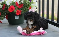 Athena , a female Poodle - Miniature  for sale in Millersburg, OH – 8 of 9