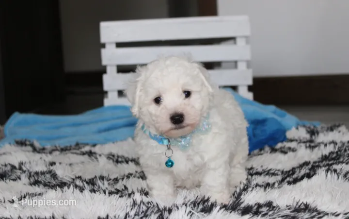 Karter , a male Bichon Frise for sale in Millersburg, OH – 1 of 2