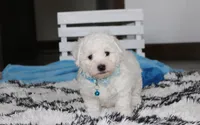 Karter , a male Bichon Frise for sale in Millersburg, OH – 1 of 2