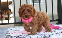 Lacie, a female Cockapoo for sale in Millersburg, OH – 7 of 7