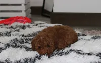 Sammy, a male Poodle - Miniature  for sale in Millersburg, OH – 8 of 9