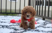 Kirian, a male Bichpoo for sale in Millersburg, OH – 2 of 9