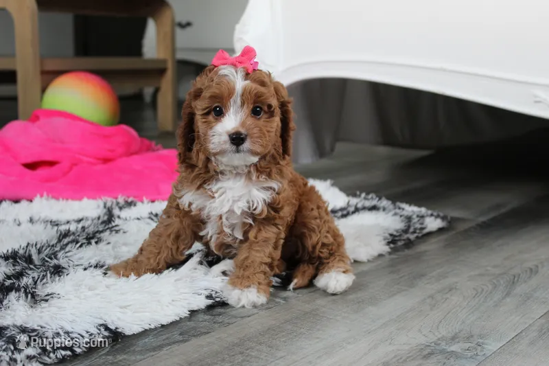 Freya  – Cavapoo puppy for sale in Millersburg, OH