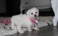 Jasmine , a female Bichon Frise for sale in Millersburg, OH – 8 of 10
