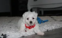 Jojo, a male Bichon Frise for sale in Millersburg, OH – 9 of 10
