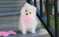 Khloe , a female Pomeranian for sale in Millersburg, OH – 3 of 10