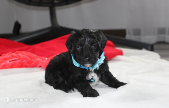 Ranger – Yorkipoo puppy for sale in Millersburg, OH