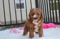 Lexi, a female Cavapoo for sale in Millersburg, OH – 6 of 10