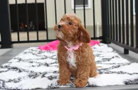 Felicity , a female Cavapoo for sale in Millersburg, OH – 3 of 10