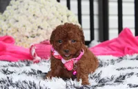 Sugar, a female Bichpoo for sale in Millersburg, OH – 8 of 8
