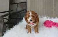 Freya , a female Cavapoo for sale in Millersburg, OH – 6 of 8