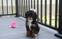 Athena , a female Poodle - Miniature  for sale in Millersburg, OH – 2 of 9
