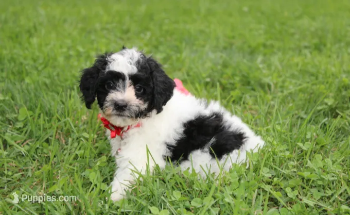 Ryder – Yorkipoo puppy for sale in Millersburg, OH