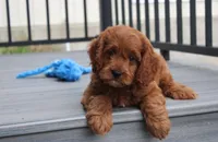 Major , a male Cavapoo for sale in Millersburg, OH – 2 of 9