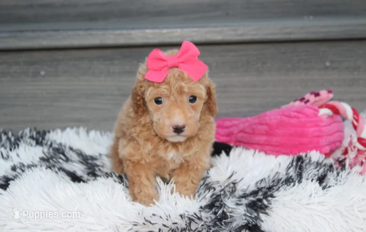 Kalila – Bichpoo puppy for sale in Millersburg, OH