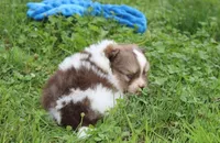 Bentley , a male Pomeranian for sale in Millersburg, OH – 3 of 8