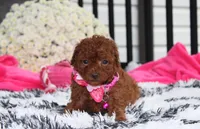 Sugar, a female Bichpoo for sale in Millersburg, OH – 5 of 8