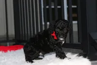 Bobby, a male Poodle - Miniature  for sale in Millersburg, OH – 6 of 9