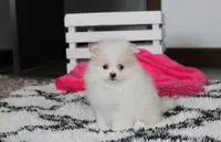 Roxy, a female Pomeranian for sale in Millersburg, OH – 3 of 7