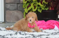 Kalila, a female Bichpoo for sale in Millersburg, OH – 4 of 5