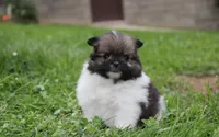 Juno, a female Pomeranian for sale in Millersburg, OH – 4 of 10