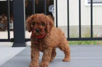 Max, a male Cavapoo for sale in Millersburg, OH – 9 of 9