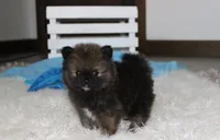 Buttons , a male Pomeranian for sale in Millersburg, OH – 7 of 9