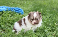 Bentley , a male Pomeranian for sale in Millersburg, OH – 6 of 8