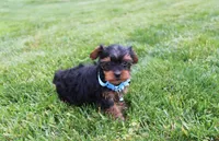 Enzo, a male Yorkipoo for sale in Millersburg, OH – 4 of 6