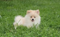 Layla, a female Pomeranian for sale in Millersburg, OH – 6 of 8