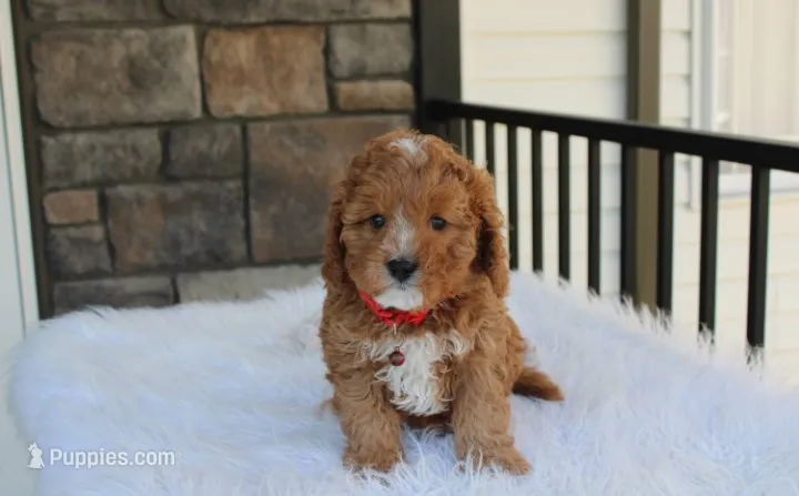 Lenny  – Cavapoo puppy for sale in Millersburg, OH