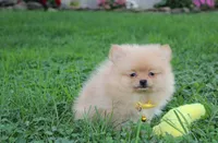 Finn, a male Pomeranian for sale in Millersburg, OH – 3 of 7