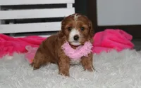 Marlee, a female Cavapoo for sale in Millersburg, OH – 2 of 10