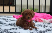 Sally, a female Poodle - Miniature  for sale in Millersburg, OH – 2 of 10