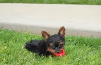 Emmett , a male Yorkipoo for sale in Millersburg, OH – 2 of 8