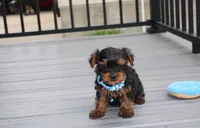 Enzo, a male Yorkipoo for sale in Millersburg, OH – 2 of 6